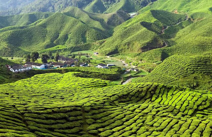 Cameron Highlands